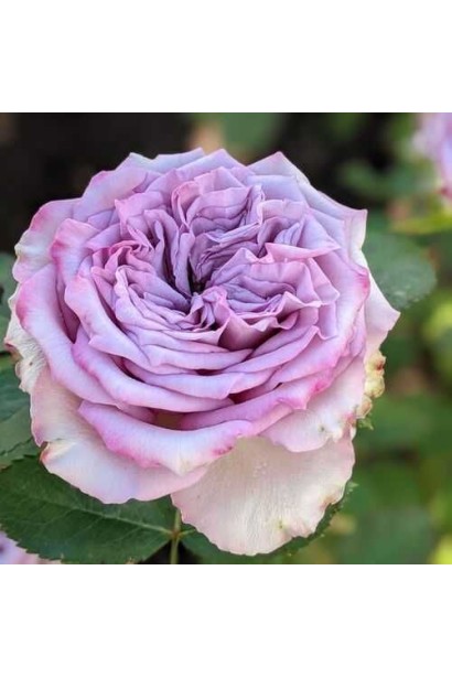 Розквітла чайно-гібридна троянда Dolcetto на клумбі